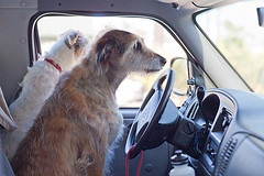 best car for dogs